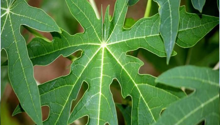 पपीते के पत्ते papaya leaf benefits papita ke fayde