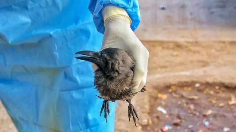 bird flu news up